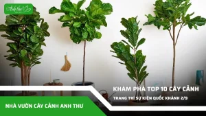 anh dai dien ccat 12