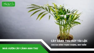 anh dai dien ccat 17