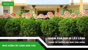 anh dai dien ccat 9