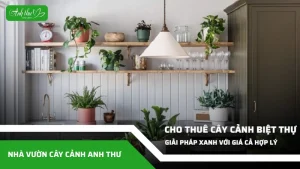 cay canh dat trong nha bep