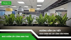 huong dan cach cham soc cay canh van phong dung cach