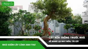 nhung loai cay nen trong truoc nha de mang lai may man