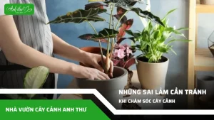 nhung sai lam khi cham soc cay canh