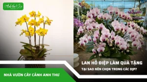 tai sao nen chon lan ho diep lam qua tang trong cac dip dac biet