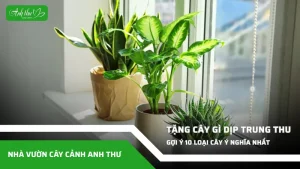 tang cay gi ngay trung thu