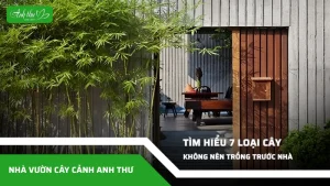 tim hieu 7 loai cay khong nen trong truoc nha