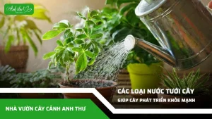 cac loai nuoc tuoi cay giup cay phat trien khoe manh