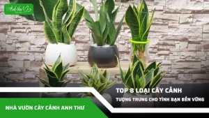 cay canh tuong trung cho tinh ban