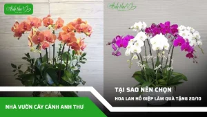 chon hoa lan ho diep lam qua tang 20 10