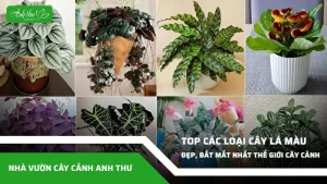 kham pha top cac loai cay la mau dep bat mat nhat the gioi cay canh
