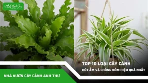 top 10 cay canh co kha nang hut am va chong nom hieu qua