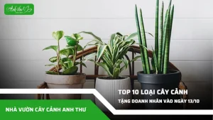 top 10 cay canh tang doanh nhan ngay 13 10