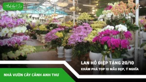 top 10 mau hoa lan ho diep lam qua tang 20 10