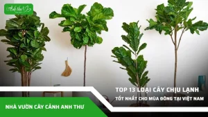 top 13 loai cay canh chiu lanh tot