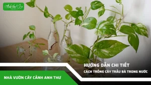 Huong dan cach trong cay trau ba trong nuoc don gian ngay tai nha 2
