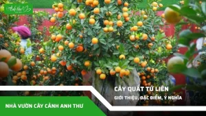 cây quất tứ liên 18