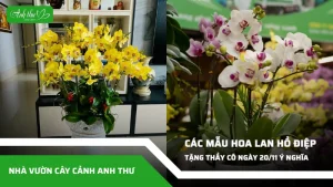 anh dai dien ccat
