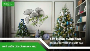 Các loại cây thông tại Việt Nam