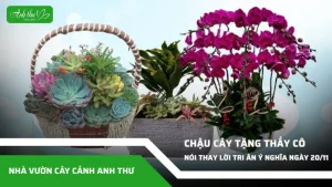chau cay tang thay co noi thay loi tri an y nghia
