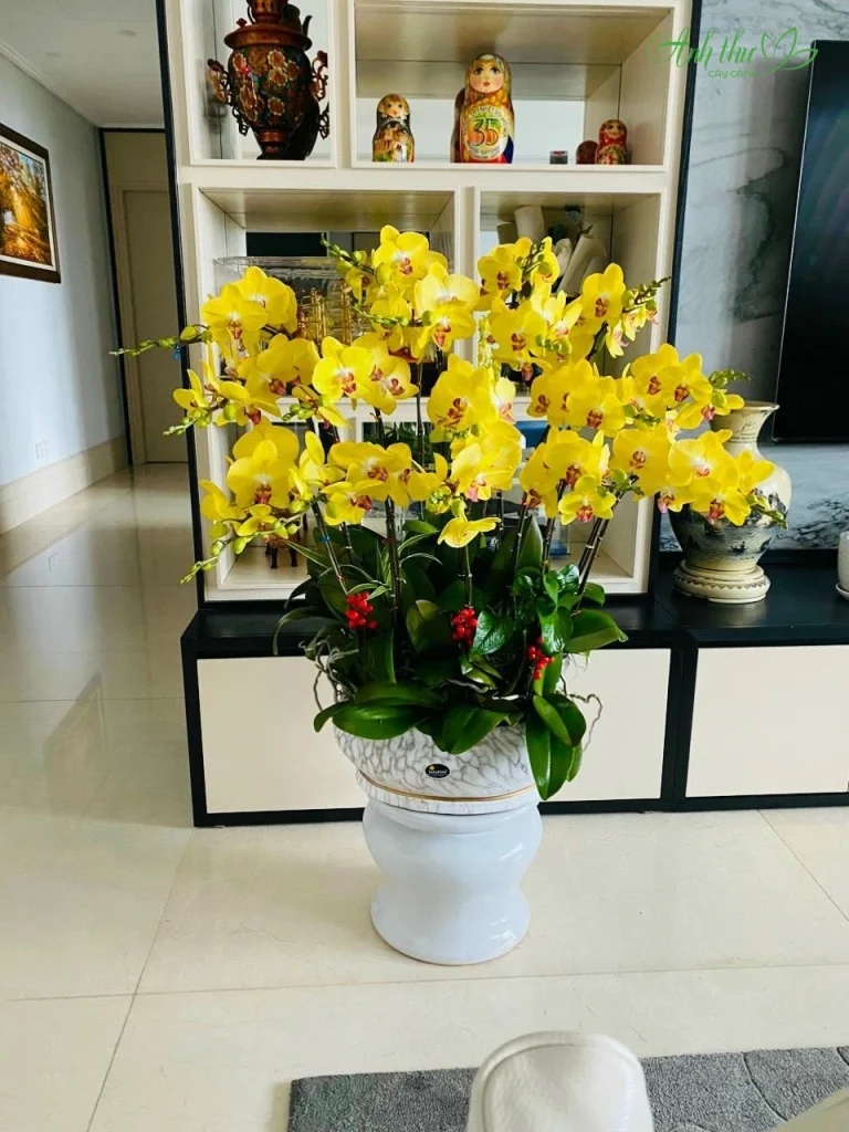 Lan hồ điệp để trong phòng khách tăng vượng khí