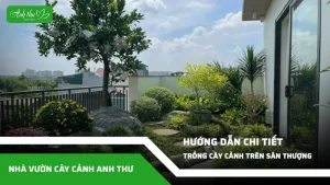 huong dan cach trong cay canh tren san thuong 2