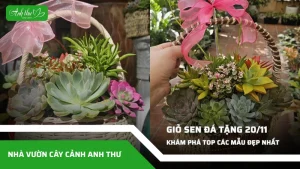 kham pha cac mau gio sen da tang thay co ngay 20 11