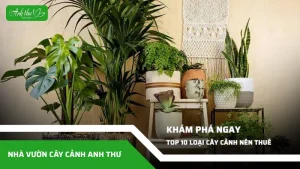 kham pha ngay top 10 loai cay canh nen thue duoc yeu thich nhat hien nay
