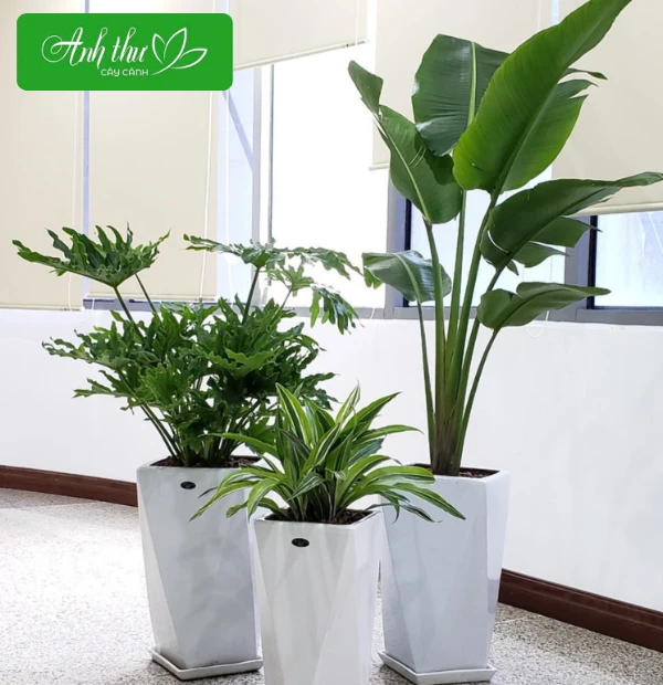 8 loại cây thân gỗ trồng trong nhà đẹp, dễ chăm sóc 17 Một số loại cây cảnh khác đặt trong nhà