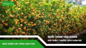 Quất chum văn giang 06