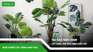 tai sao nen chon cay canh lam qua tang thay co
