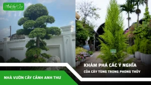 Kham pha cac y nghia cay tung trong phong thuy thinh vuong 2