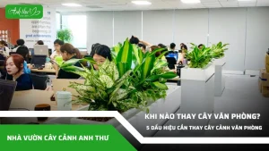 anh dai dien bao lau nen thay cay van phong