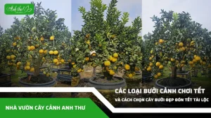 anh dai dien ccat 157