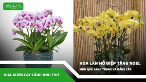 anh dai dien ccat 219
