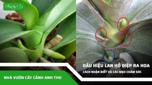 anh dai dien ccat 371 1