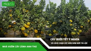 anh dai dien ccat 68