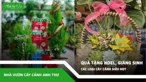 các loại cây làm quà tặng noel, giáng sinh