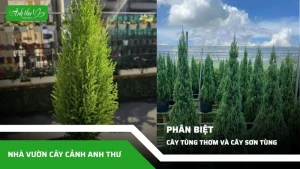 Phân biệt cây tùng thơm và cây sơn tùng 05