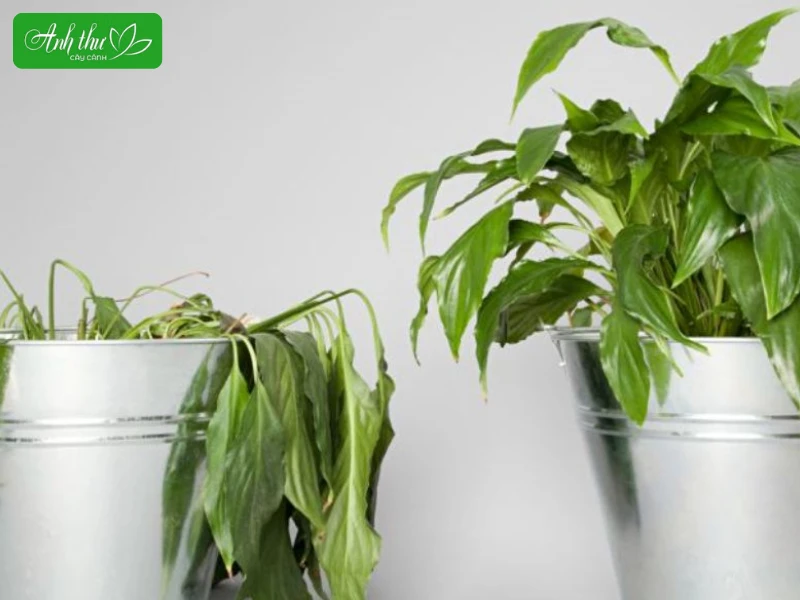 Các Cách Giữ Ẩm Cho Đất Trồng Hiệu Quả Trong Mùa Nắng