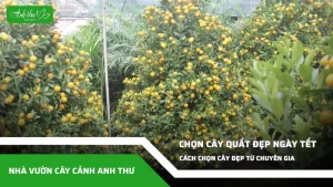 anh dai dien ccat cach chon cay quat dep ngay tet