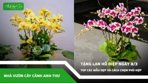 anh dai dien ccat tang hoa lan ho diep ngay 8 3
