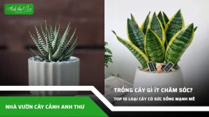anh dai dien ccat trong cay gi it cham soc