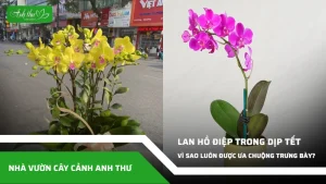 anh dai dien ccat vi sao lan ho diep duoc ua chuong dip tet