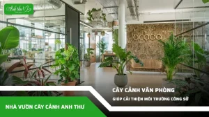 anh dai dien ccat cay canh van phong