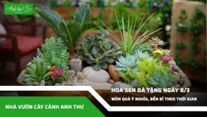 anh dai dien ccat hoa sen da tang ngay 8 3