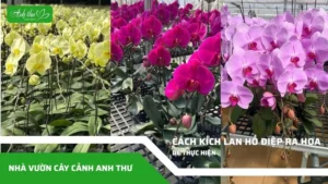 Cách kích lan hồ điệp ra hoa