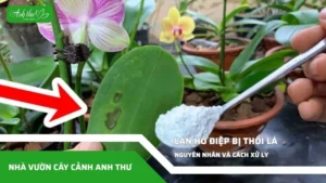 lan ho diep bi thoi la 11