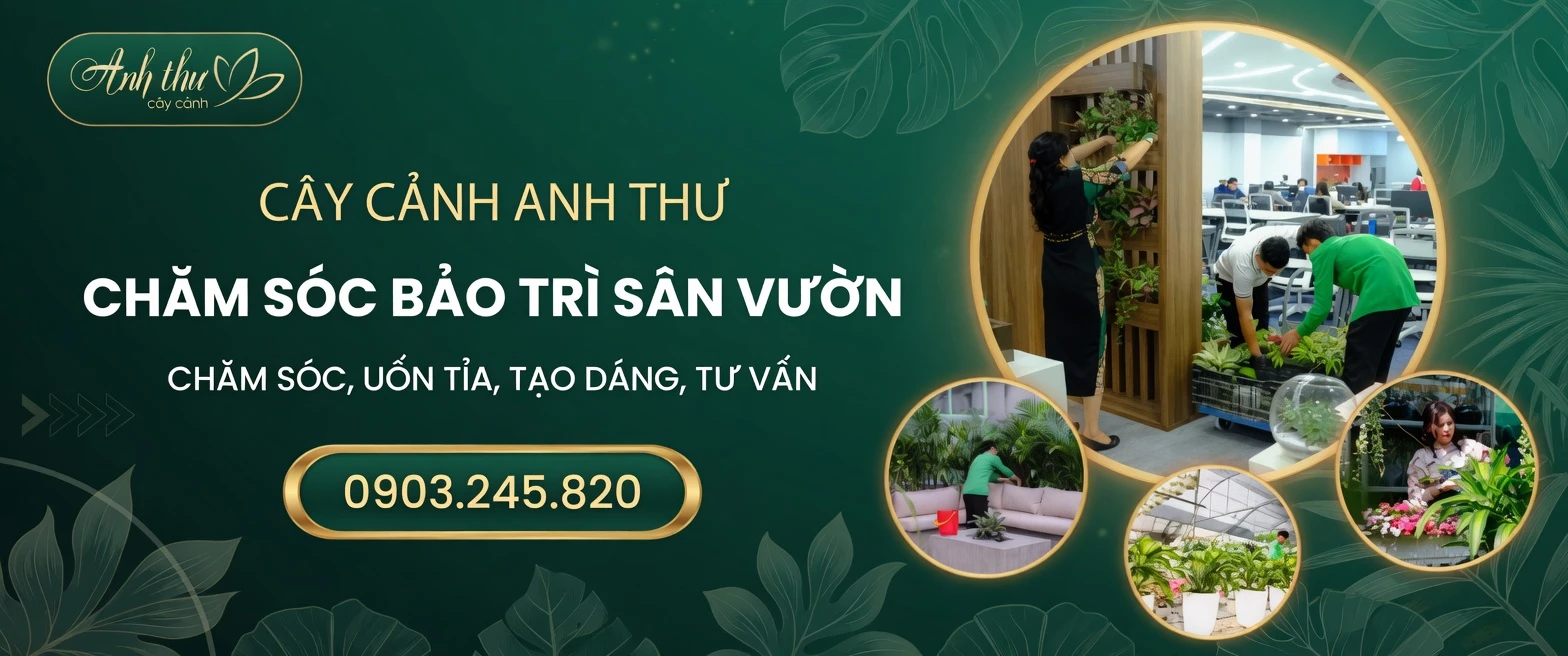 banner cay canh anh thu 08