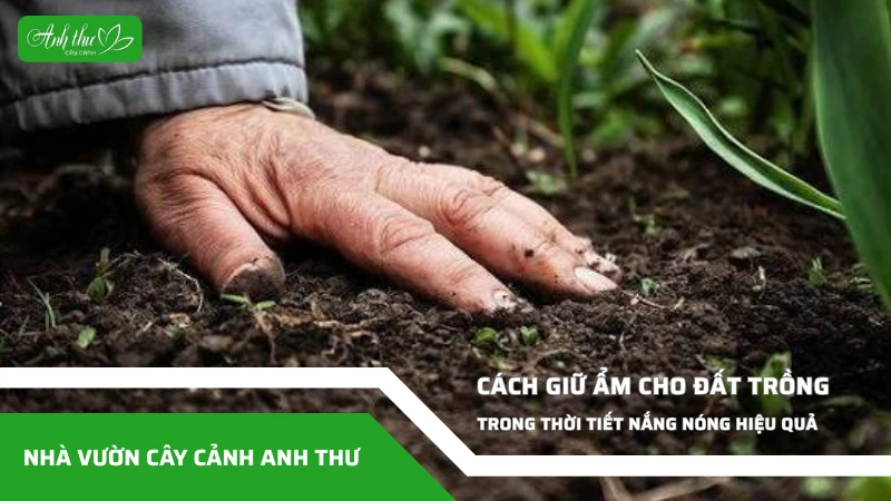 Vì Sao Cần Giữ Ẩm Cho Đất Trồng Khi Trời Nắng Nóng?