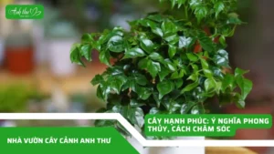 anh dai dien ccat 3
